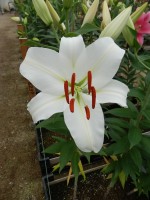 [4503 PO91 LUN 4369 No02.JPG]